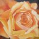 kunstwerk - Gelbe Rose --