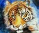 Return to artwork - Die Augen des Tigers ...