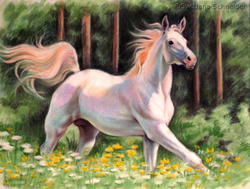 Weißes Pferd - Svetlana Schneider