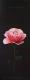 Kunstwerk - Between the rose and my soul V