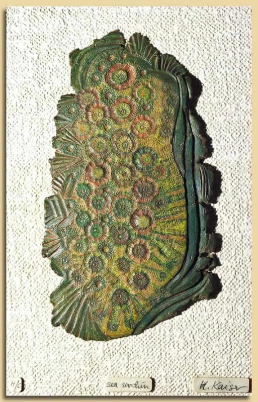 sea urchin (Seeigel) - Heinz-Friedrich Kaiser