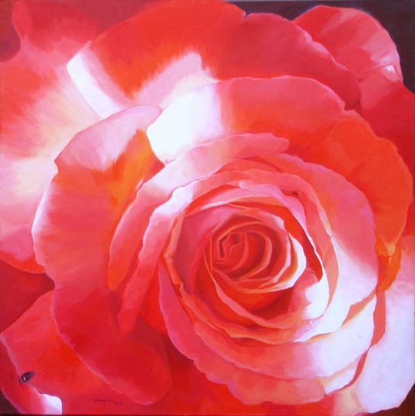 Rose im Sonnenlicht - ingrid wenz-gahler