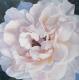 kunstwerk - weiße Rose