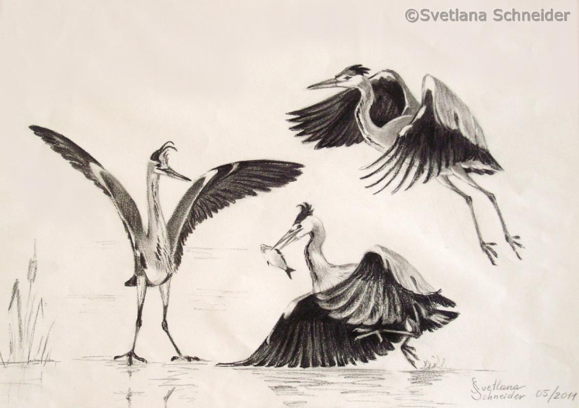 Die Graureiher auf Beutefang - Svetlana Schneider