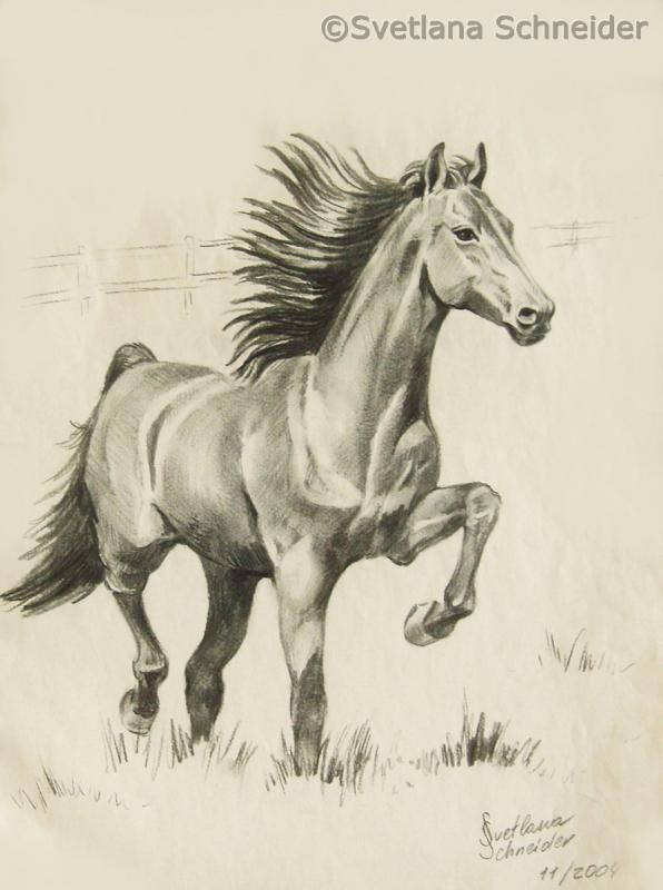 Pferd - Svetlana Schneider