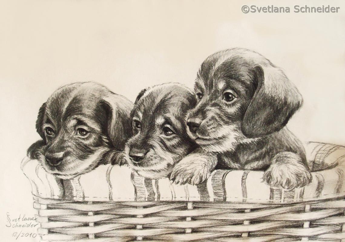 Drei Welpen - Svetlana Schneider