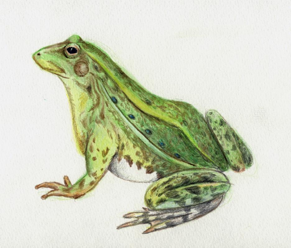 Frosch - Karin Liste