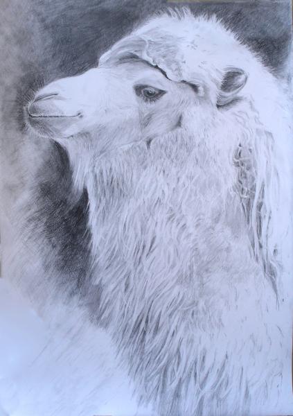 haarige Schöhnheit - ingrid wenz-gahler