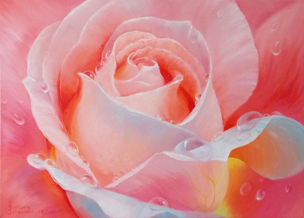 Rosenblüte mit Tautropfen - Svetlana Schneider