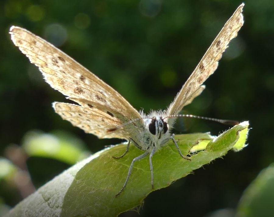 Macro-Motte - Arno Schmitt