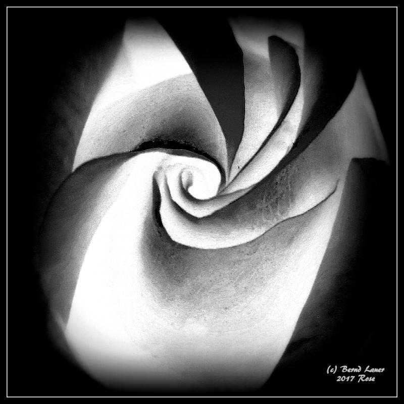 Rosenblüte S/W - Bernd  Lauer