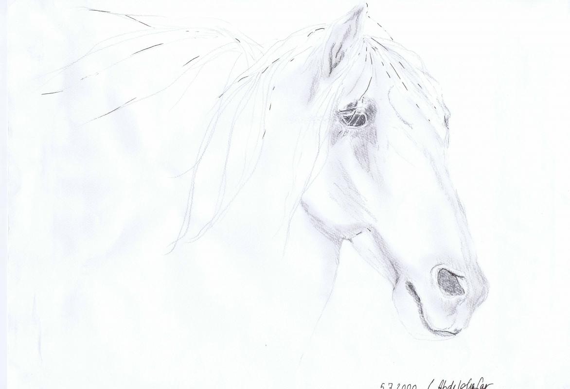 Andalusier - Claudia Lüthi