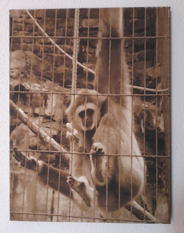 ---Zoo Saarbrücken (Saarland) - Sandra Schmit