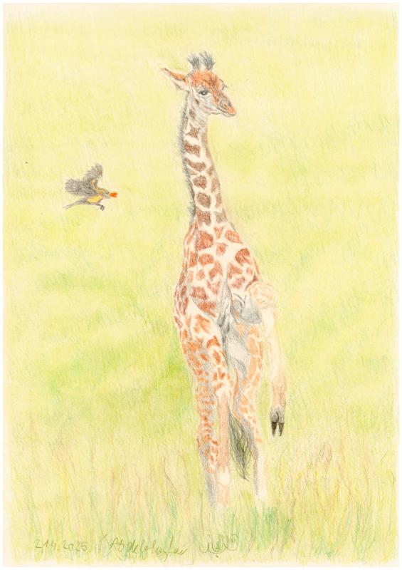 Baby-Giraffe - Claudia Lüthi