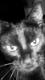 Art object - CatsMoment
