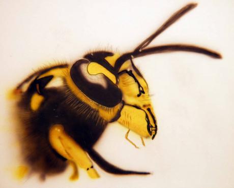 Wespe - Günter Stieger - Array auf - Array - Array Wespe - Günter Stieger - Array auf - Array - Array