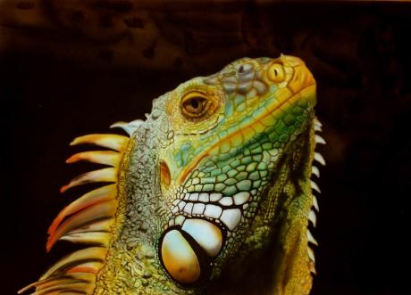 Leguan - Günter Stieger - Array auf Array - Array - Array Leguan - Günter Stieger - Array auf Array - Array - Array