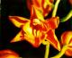 Art object - Orchidee in Acryl