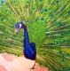 Art object - Pfau