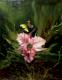 Art object - Orchidee