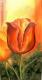 Art object - Tulpe...