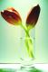Art object - Pairs of Tulips