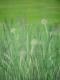 Art object - WIESE IM WIND