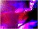 Art object - erotismo 335