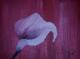 Art object - Calla