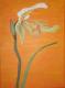 Art object - Orchidee