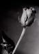 Art object - Rose