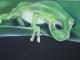 Art object - glasfrosch