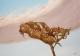 Art object - dead leaf