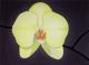Kunstwerk - Gelbe Orchidee