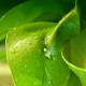 Art object - After the rain