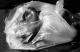 Art object - Plastic bag