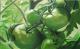 Kunstwerk - grÃ¼ne Tomaten
