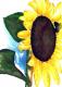 Sunflower 3 -Lutz Erler- - Lutz Erler - Aquarell auf Papier - Sonstiges - Sunflower 3 -Lutz Erler- - Lutz Erler - Aquarell auf Papier - Sonstiges -
