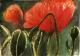 Mohn (1999) Helmut Herzog - Helmut Herzog - Watercolour-Tinte-Tusche auf Paper - Other-Poppy - 