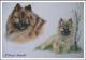 Eurasier SPARKY als Welpe u. heute - Karin Schnabl - Pastels auf - Other - Eurasier SPARKY als Welpe u. heute - Karin Schnabl - Pastels auf - Other -