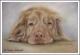 Nova Scotia Duck Toller HOUDINI - Karin Schnabl - Pastels auf - Other - Nova Scotia Duck Toller HOUDINI - Karin Schnabl - Pastels auf - Other -