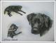 Labradorhündin CARO - Karin Schnabl - Pastels auf - Other - Labradorhündin CARO - Karin Schnabl - Pastels auf - Other -