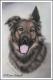 Schäferhund-Mix RONJA - Karin Schnabl - Pastels auf - Other - Schäferhund-Mix RONJA - Karin Schnabl - Pastels auf - Other -