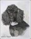Pudel RINA - Karin Schnabl - Pastels auf - Other - Pudel RINA - Karin Schnabl - Pastels auf - Other -