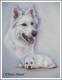 Kanadischer Schäferhund mit Welpe - Karin Schnabl - Pastels auf - Other - Kanadischer Schäferhund mit Welpe - Karin Schnabl - Pastels auf - Other -