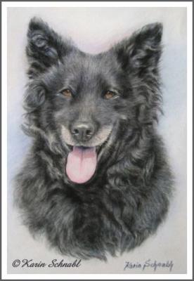 Mudi-Mix PEPE - Karin Schnabl - Array auf - Array - Mudi-Mix PEPE - Karin Schnabl - Array auf - Array -