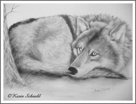 Resting Wolf - Karin Schnabl - auf - Array - Resting Wolf - Karin Schnabl - auf - Array -
