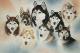 Husky-Rudel - Karin Schnabl - Karin Schnabl - Pastels auf Carton - Other - Husky-Rudel - Karin Schnabl - Karin Schnabl - Pastels auf Carton - Other -