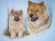 Eurasier BELLA LUNA als Welpe und heute - Karin Schnabl - Pastels auf - Other-Girl-Dogs - Eurasier BELLA LUNA als Welpe und heute - Karin Schnabl - Pastels auf - Other-Girl-Dogs -
