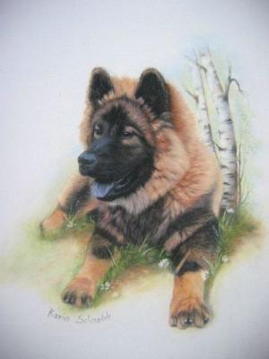 Eurasierwelpe BARRY - Karin Schnabl - Array auf - Array - Eurasierwelpe BARRY - Karin Schnabl - Array auf - Array -